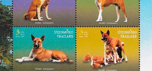 perros Basenji Tailandia