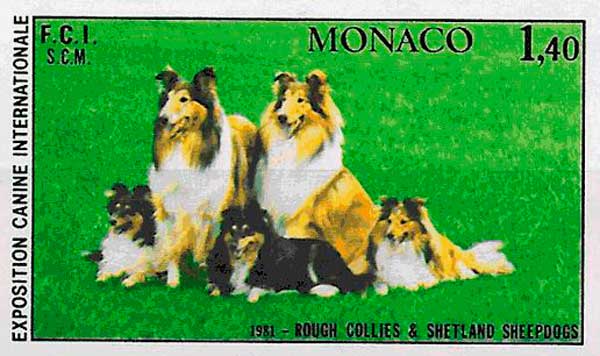raza de perro Border Collie precio de Moncao