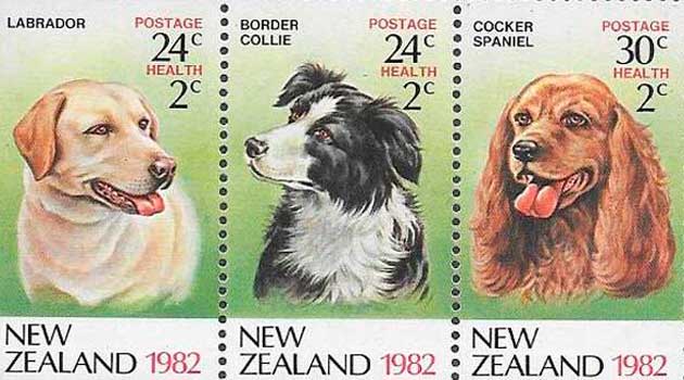perro Cocker Spaniel de Nueva Zelanda